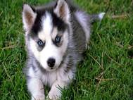 Baby Dog wallpaper 16