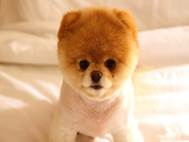 Baby Dog wallpaper 2