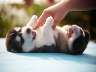Baby Dog wallpaper 21