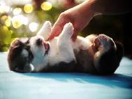 Baby Dog wallpaper 22