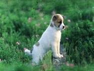 Baby Dog wallpaper 23