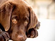 Baby Dog wallpaper 3