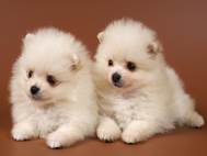 Baby Dog wallpaper 4