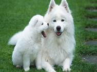 Baby Dog wallpaper 5