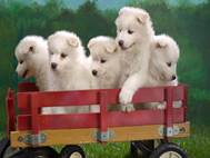 Baby Dog wallpaper 7