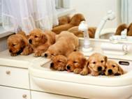 Baby Dog wallpaper 8