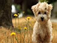 Baby Dog wallpaper 9