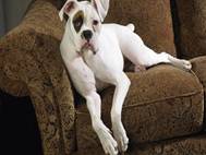Boxer Dog wallpaper 1