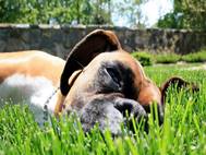 Boxer Dog wallpaper 10