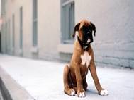 Boxer Dog wallpaper 2
