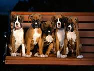 Boxer Dog wallpaper 3