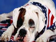 Boxer Dog wallpaper 4