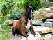 Boxer Dog wallpaper 5