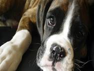 Boxer Dog wallpaper 6