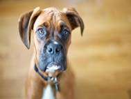 Boxer Dog wallpaper 7