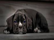 Boxer Dog wallpaper 8