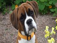Boxer Dog wallpaper 9
