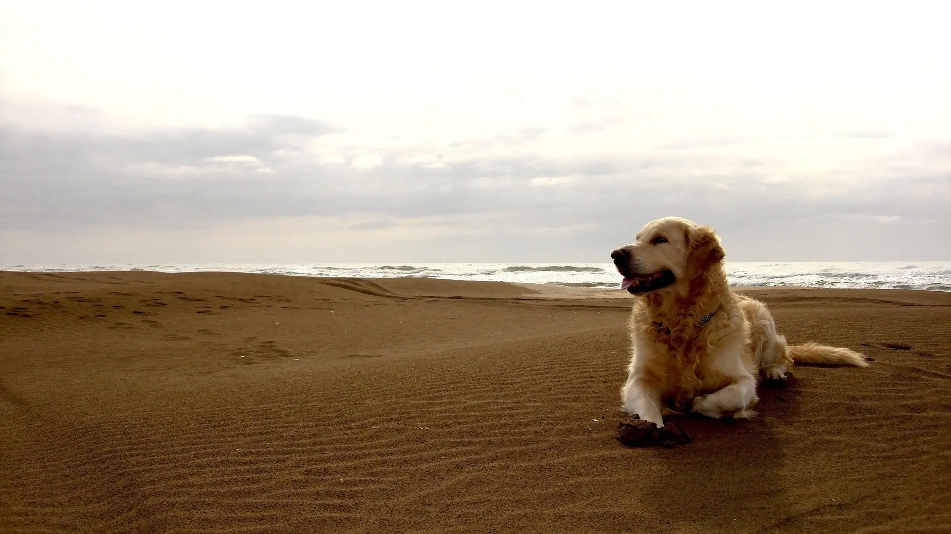 Labrador Dog wallpaper 11