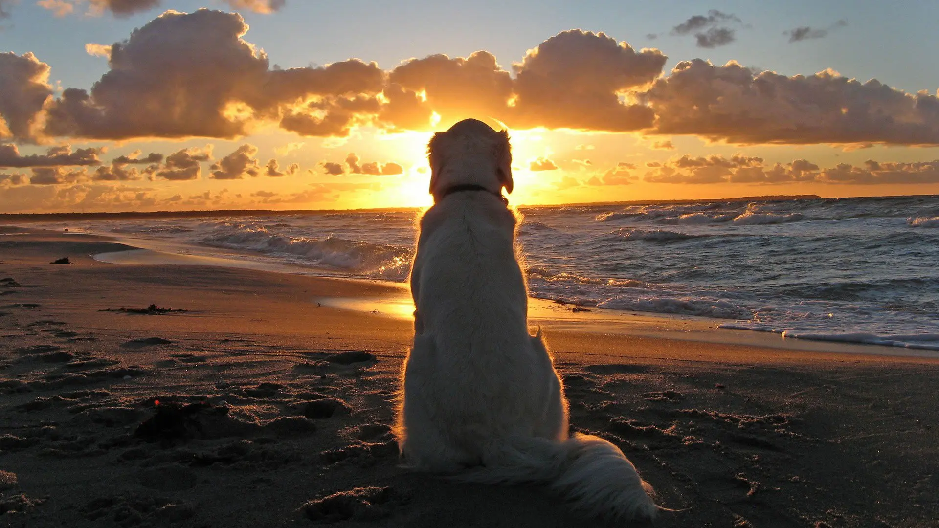 Labrador Dog wallpaper 13
