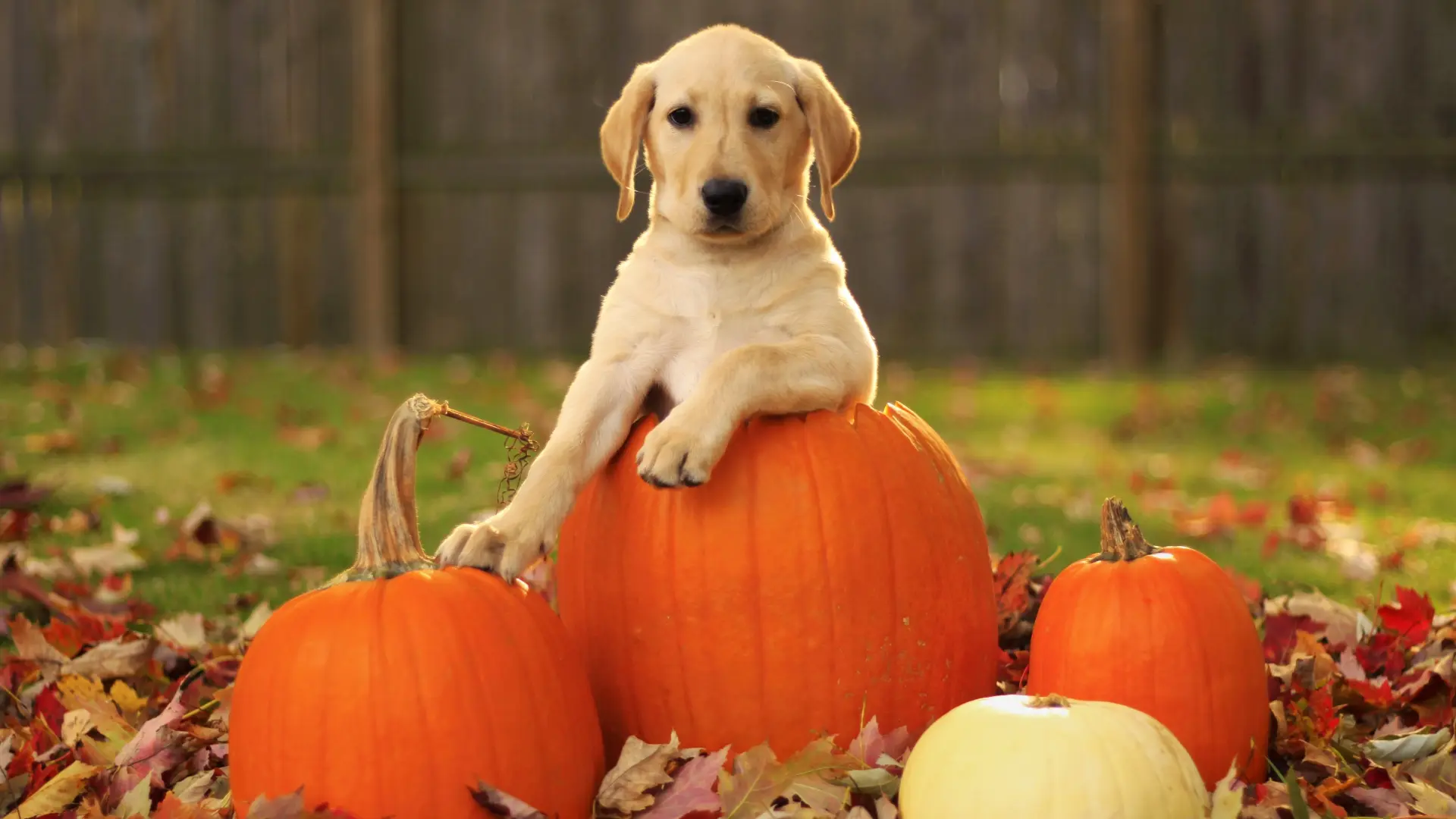 Labrador Dog wallpaper 14