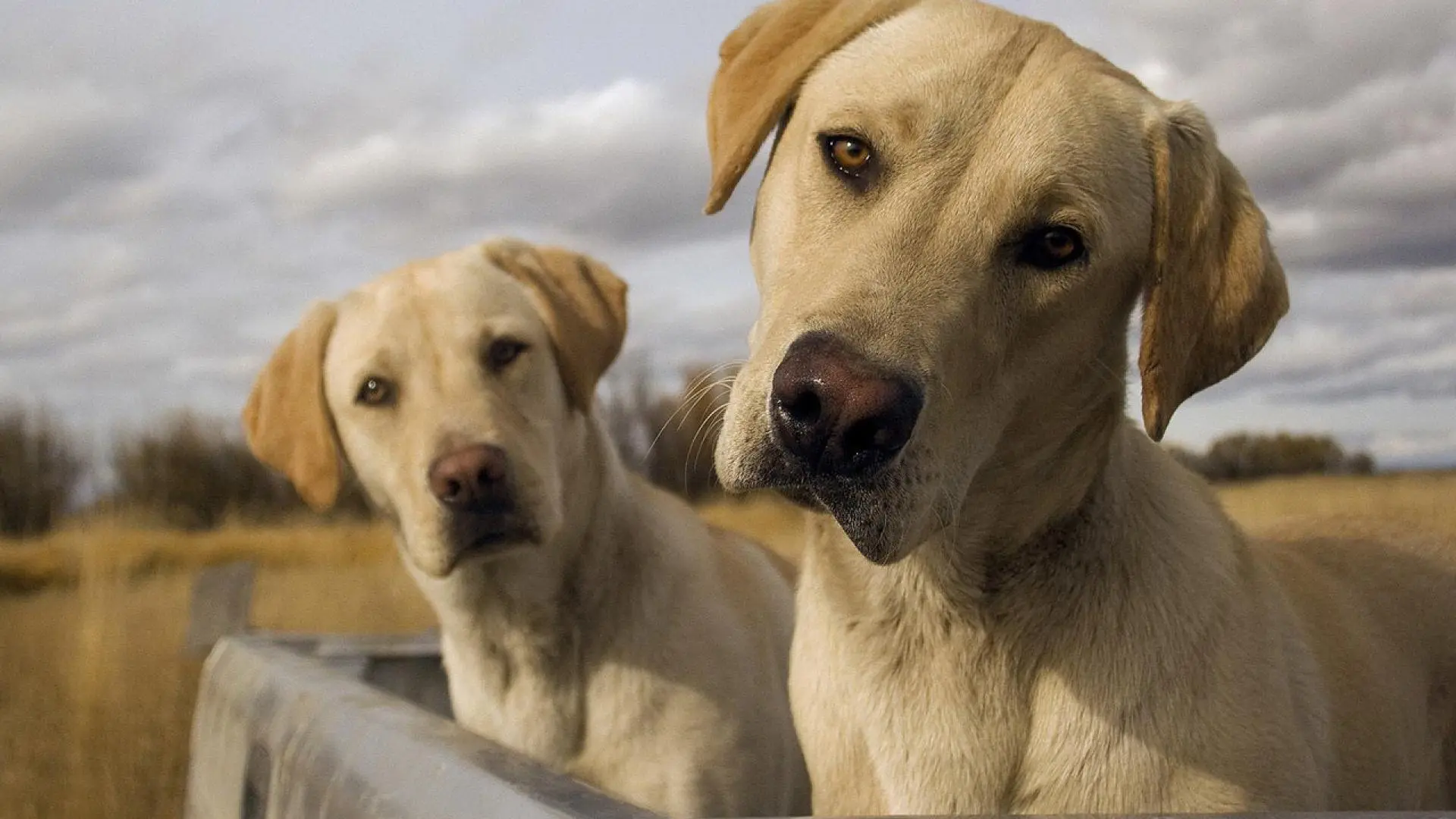 Labrador Dog wallpaper 15