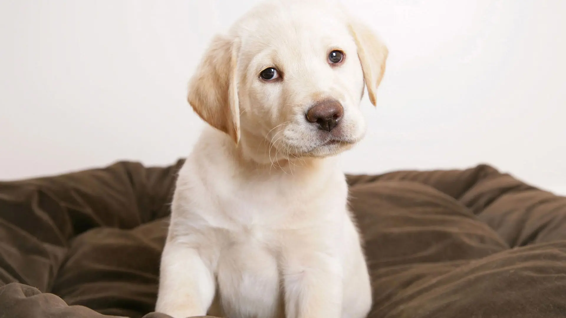 Labrador Dog wallpaper 16