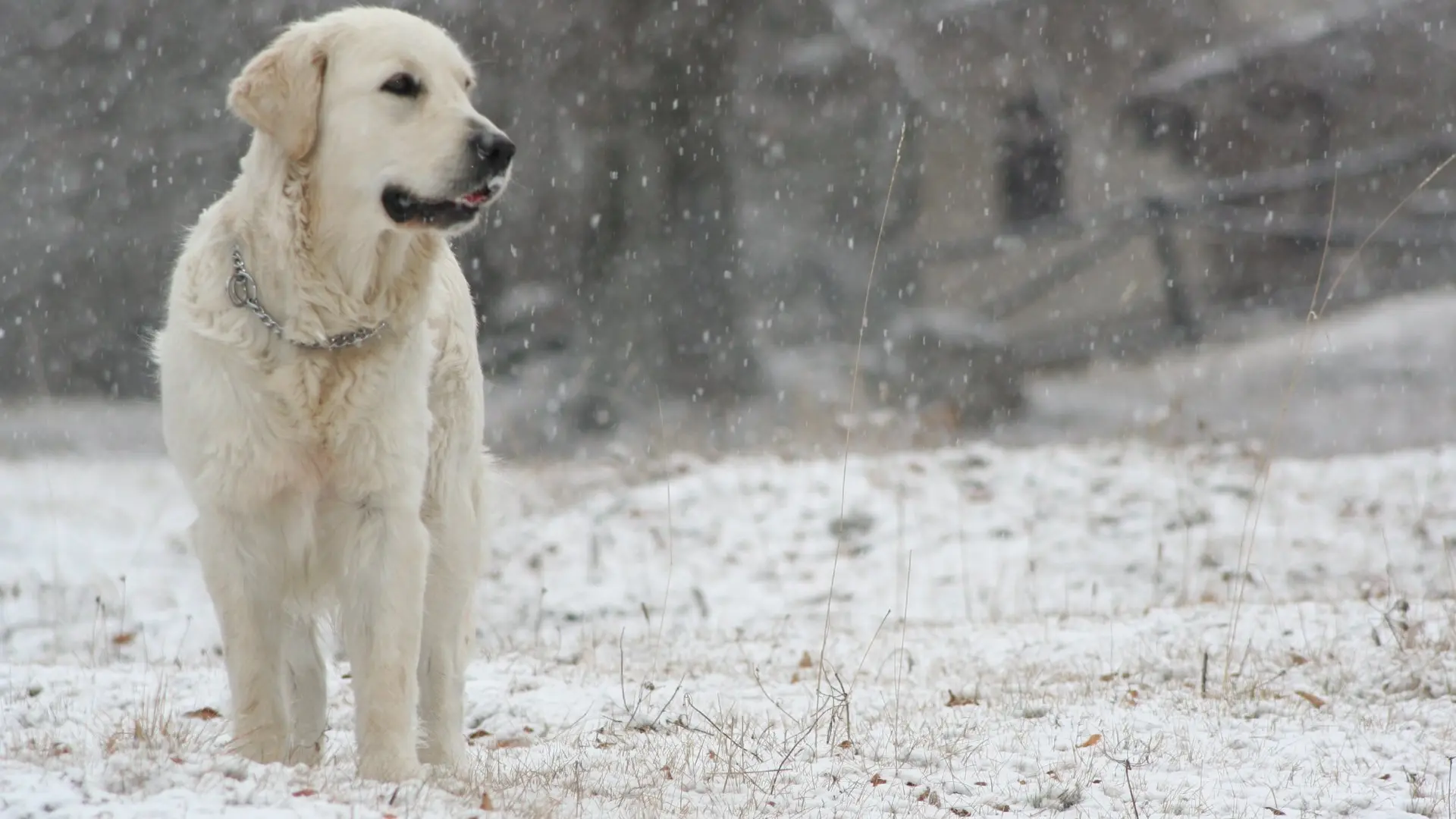 Labrador Dog wallpaper 18