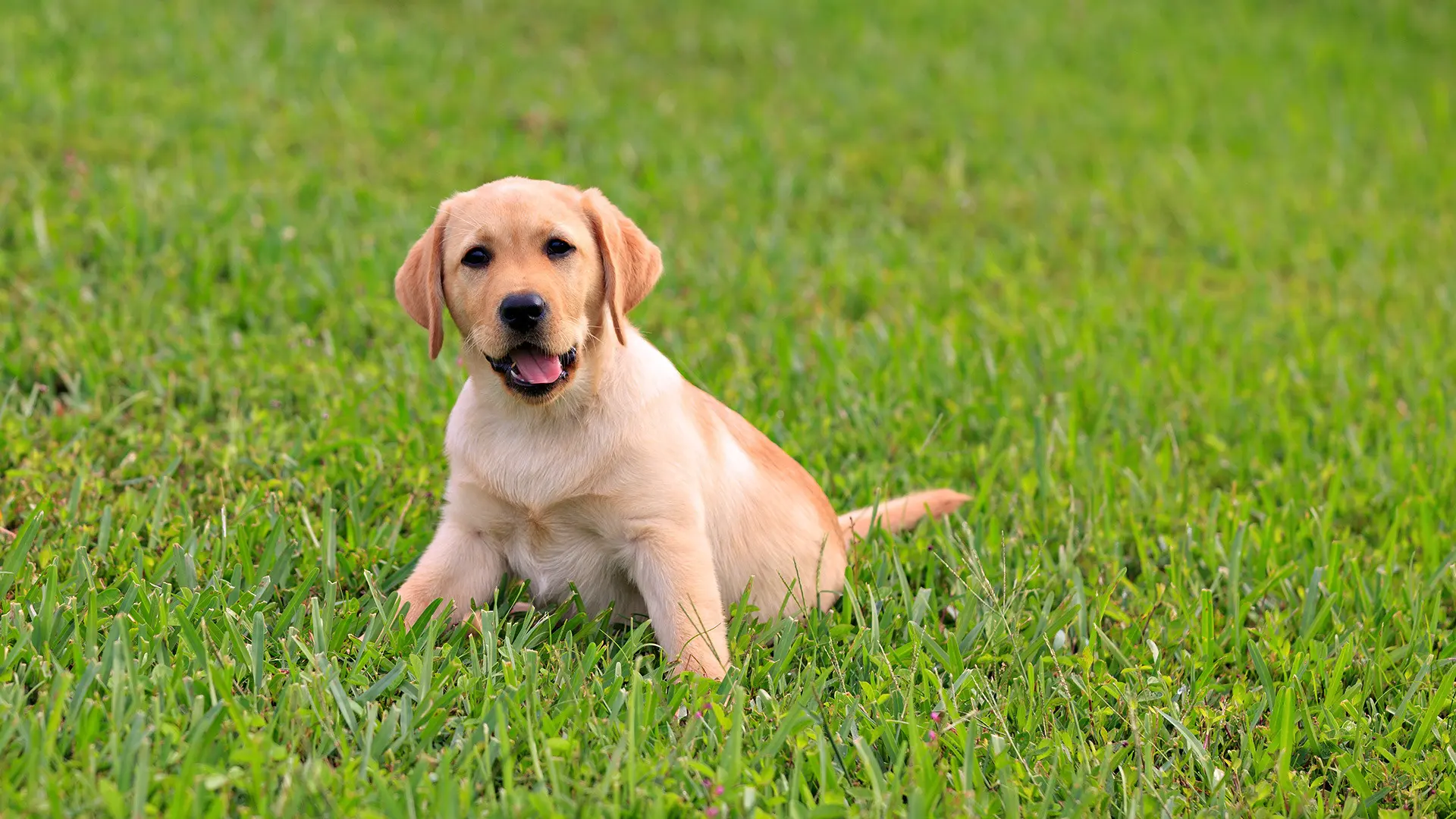 Labrador Dog wallpaper 4
