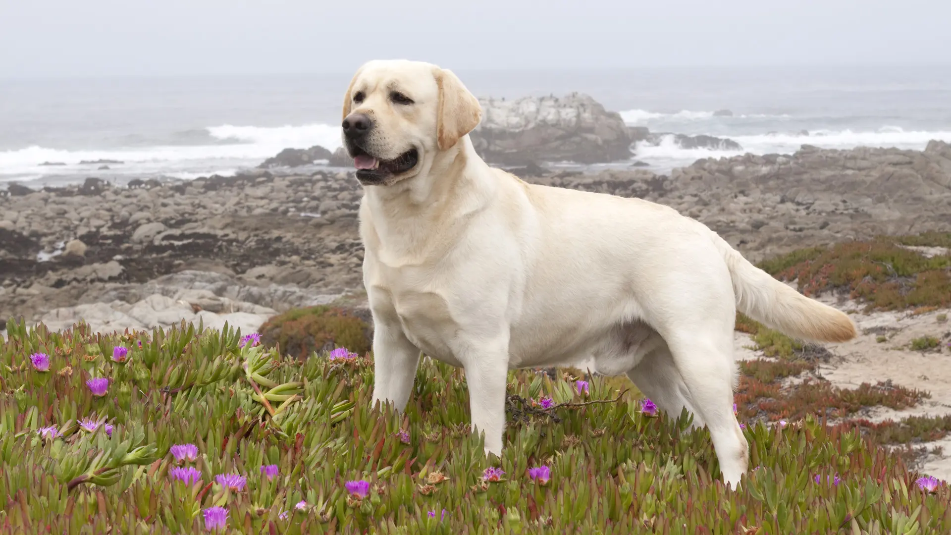 Labrador Dog wallpaper 5