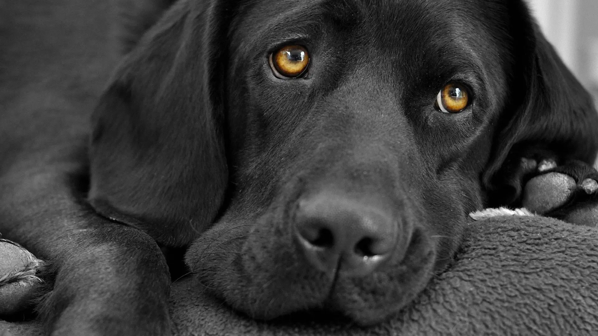 Labrador Dog wallpaper 6