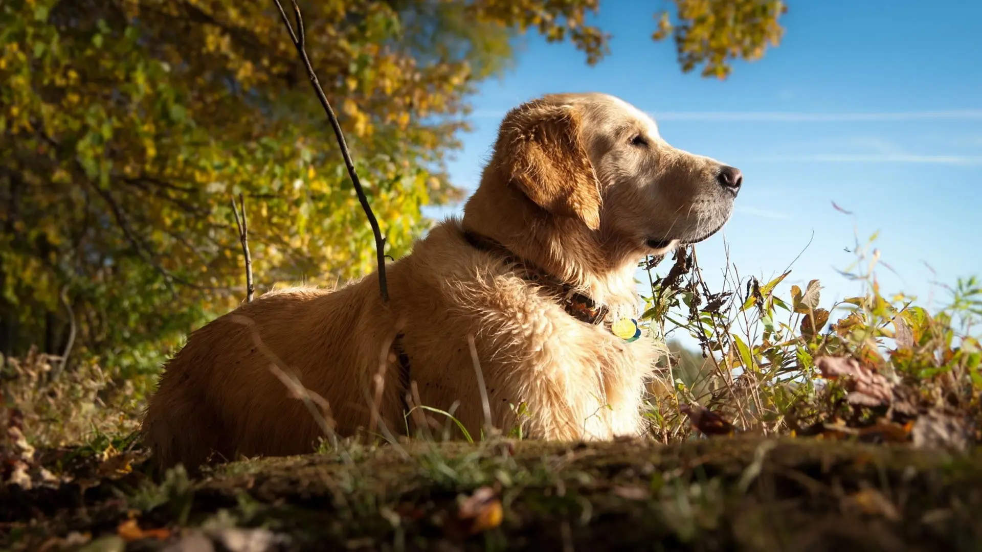Labrador Dog wallpaper 8
