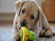 Labrador Dog wallpaper 1