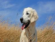 Labrador Dog wallpaper 10