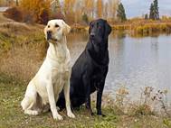 Labrador Dog wallpaper 12