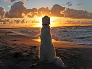 Labrador Dog wallpaper 13