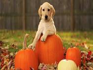 Labrador Dog wallpaper 14