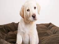 Labrador Dog wallpaper 16