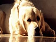 Labrador Dog wallpaper 17