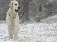 Labrador Dog wallpaper 18