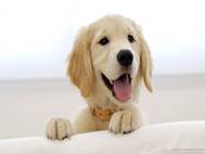 Labrador Dog wallpaper 19