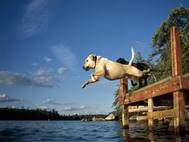 Labrador Dog wallpaper 2