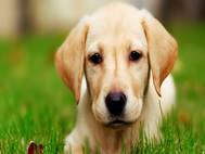 Labrador Dog wallpaper 3