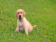 Labrador Dog wallpaper 4