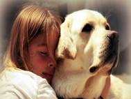 Labrador Dog wallpaper 7