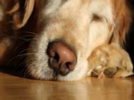 Labrador Dog wallpaper 9