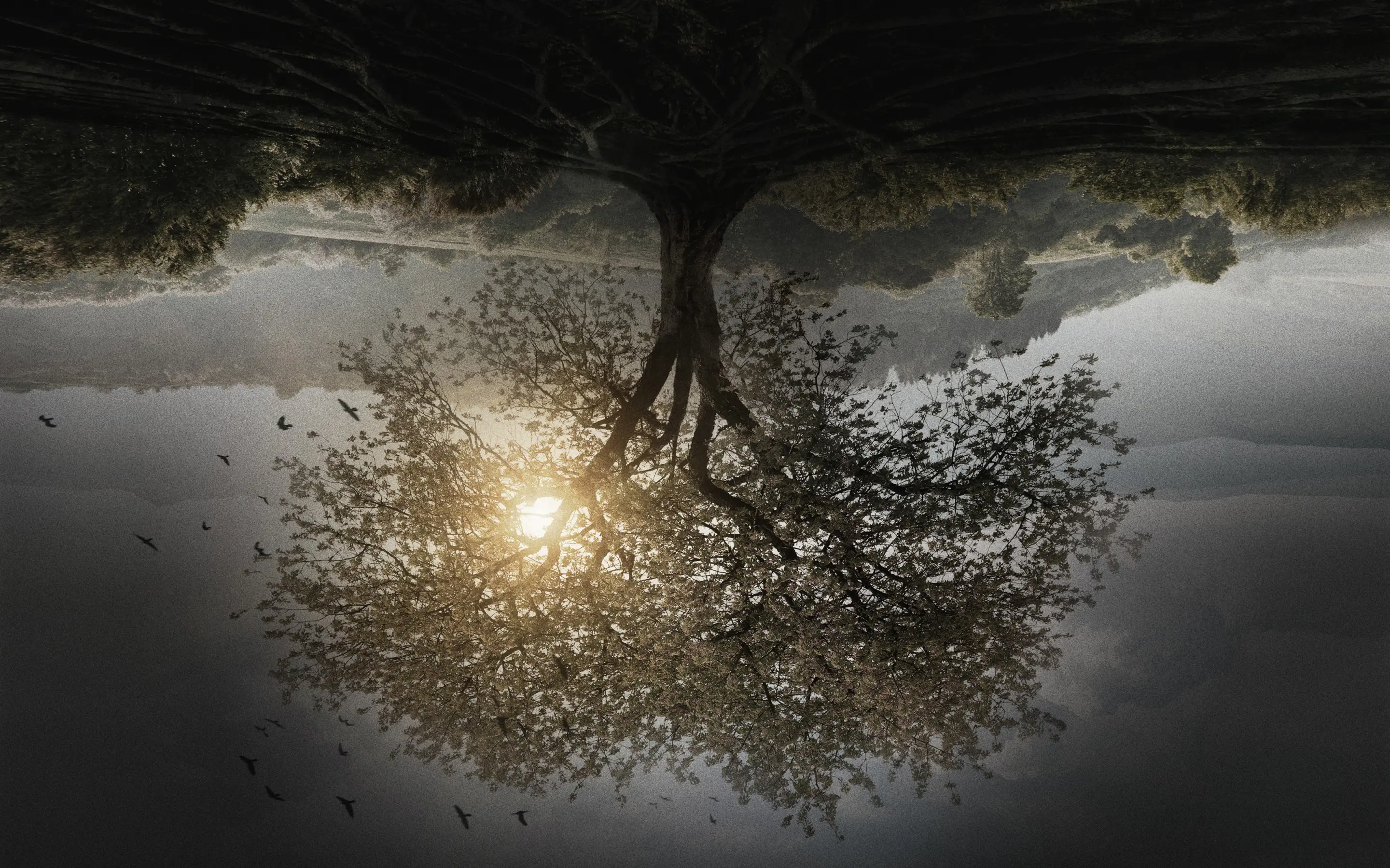 Insurgent wallpaper 4