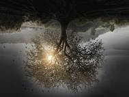 Insurgent wallpaper 4