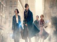 Fantastic Beasts and Where to Find Them wallpaper 1